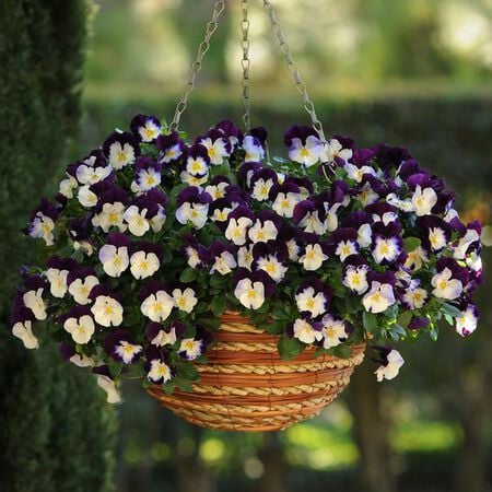 Violet Wing Cool Wave, (F1) Pansy Seeds - Packet image number null